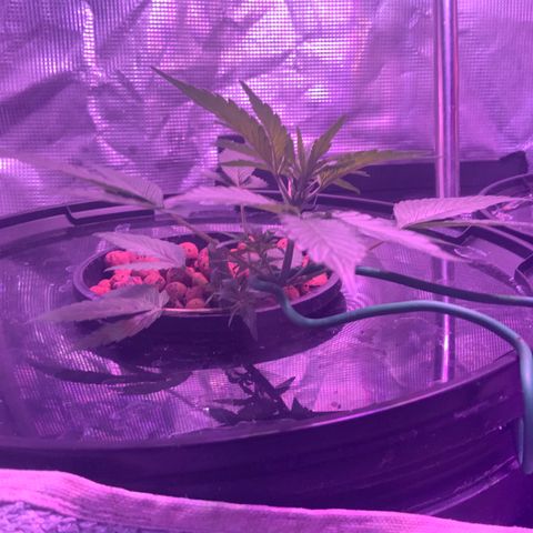 Next Generation Uschi growlog timeline photo