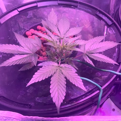 Next Generation Uschi growlog timeline photo