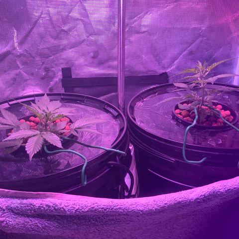 Next Generation Uschi growlog timeline photo