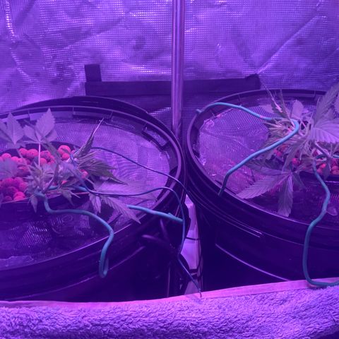 Next Generation Uschi growlog timeline photo