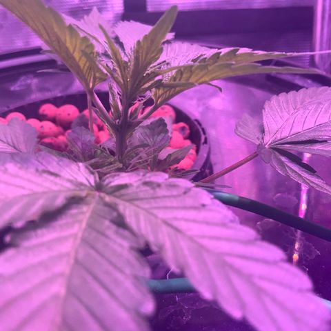 Next Generation Uschi growlog timeline photo
