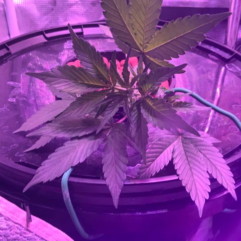 Next Generation Uschi growlog timeline photo