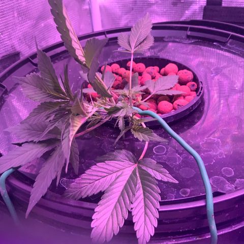 Next Generation Uschi growlog timeline photo
