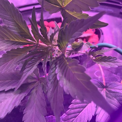 Next Generation Uschi growlog timeline photo