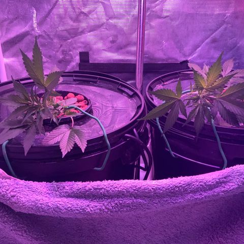 Next Generation Uschi growlog timeline photo