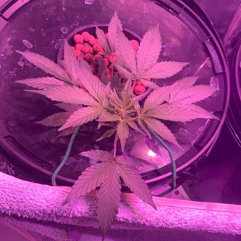 Next Generation Uschi growlog timeline photo