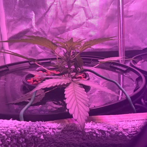 Next Generation Uschi growlog timeline photo