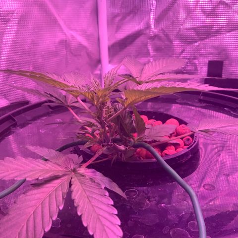 Next Generation Uschi growlog timeline photo