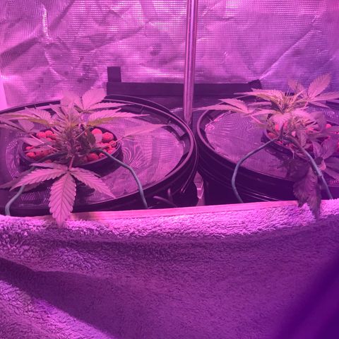 Next Generation Uschi growlog timeline photo