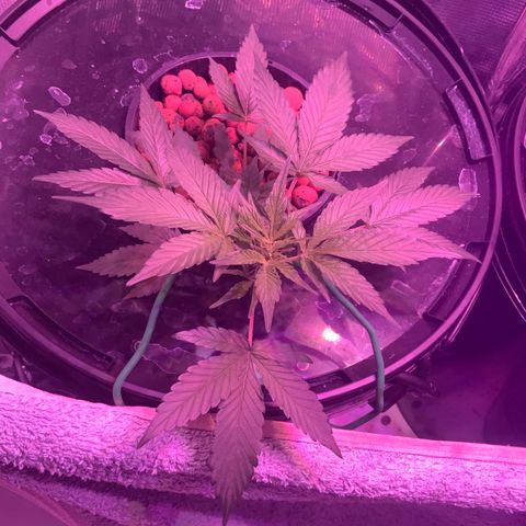 Next Generation Uschi growlog timeline photo