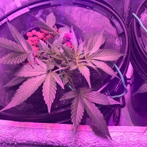 Next Generation Uschi growlog timeline photo