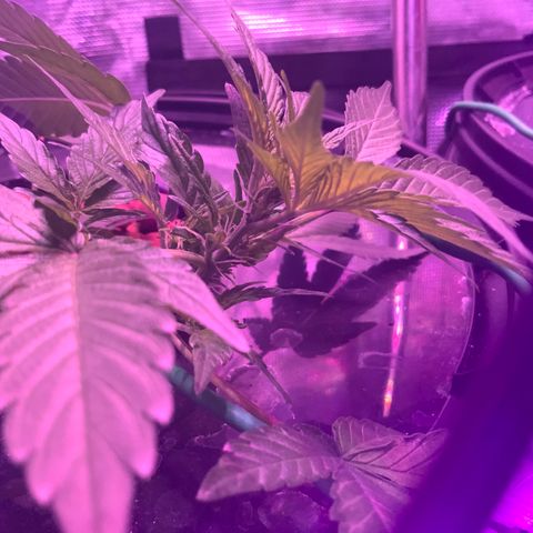 Next Generation Uschi growlog timeline photo