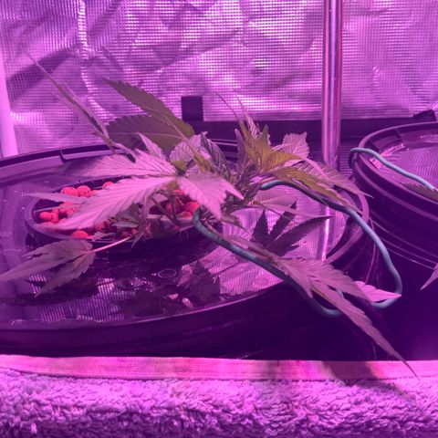 Next Generation Uschi growlog timeline photo