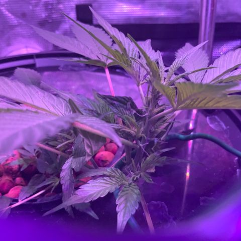 Next Generation Uschi growlog timeline photo