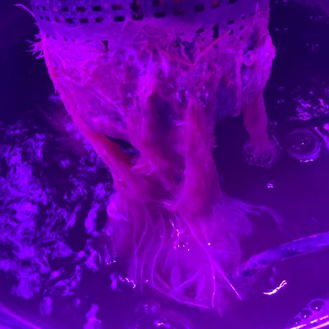 Next Generation Uschi growlog timeline photo