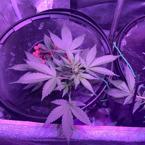 Next Generation Uschi growlog timeline photo