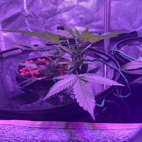 Next Generation Uschi growlog timeline photo