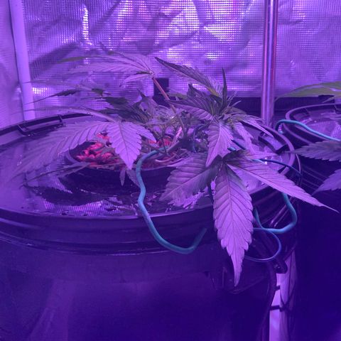 Next Generation Uschi growlog timeline photo