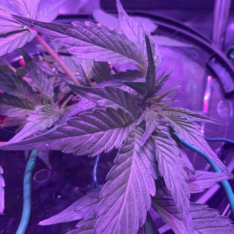 Next Generation Uschi growlog timeline photo