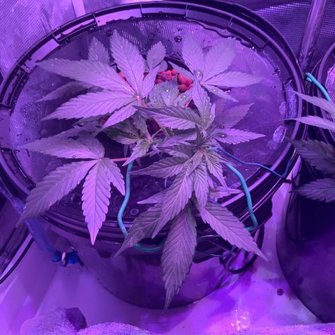 Next Generation Uschi growlog timeline photo