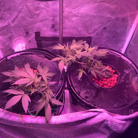 Next Generation Uschi growlog timeline photo