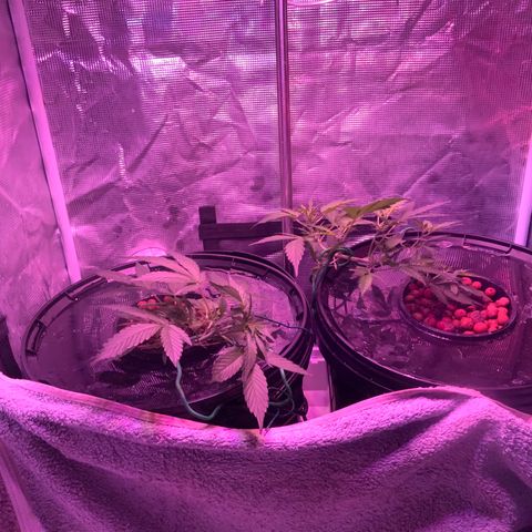 Next Generation Uschi growlog timeline photo