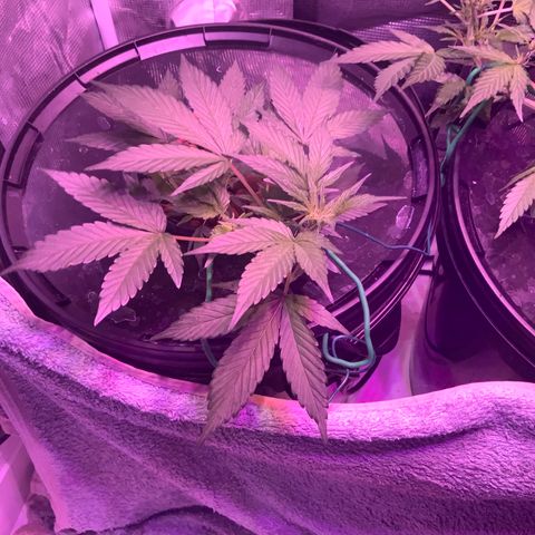Next Generation Uschi growlog timeline photo