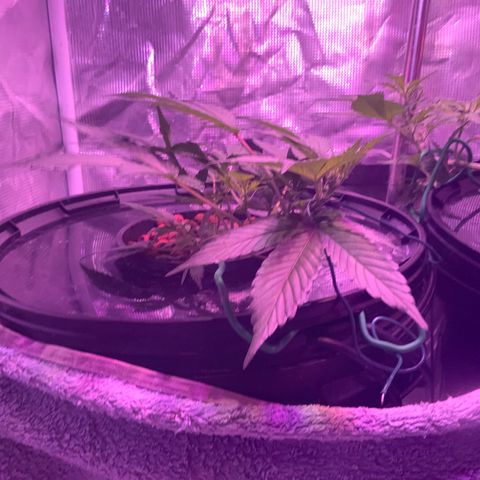 Next Generation Uschi growlog timeline photo