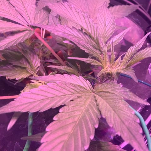 Next Generation Uschi growlog timeline photo