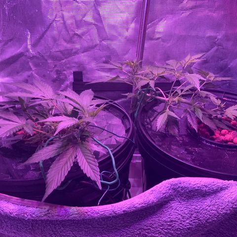 Next Generation Uschi growlog timeline photo