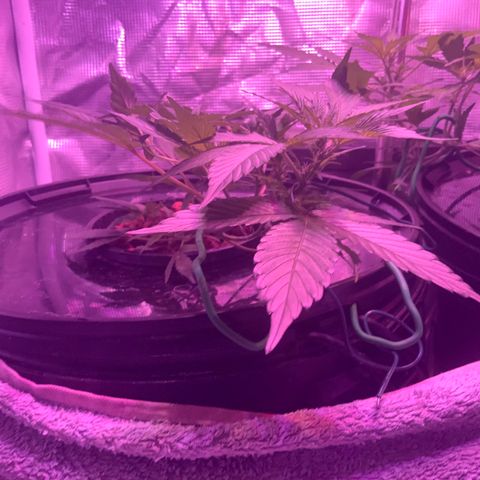 Next Generation Uschi growlog timeline photo