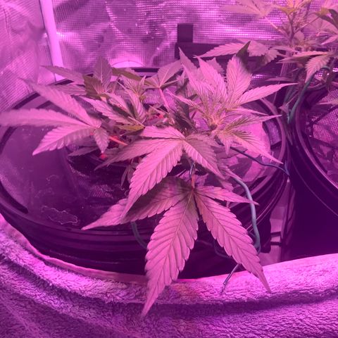 Next Generation Uschi growlog timeline photo