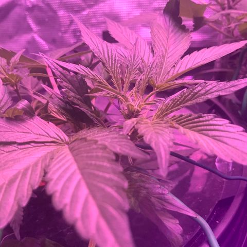 Next Generation Uschi growlog timeline photo