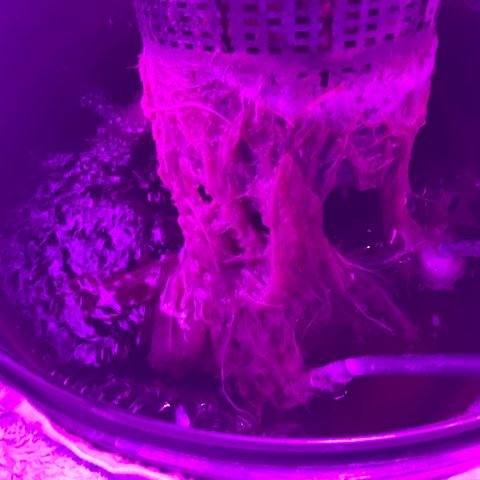 Next Generation Uschi growlog timeline photo