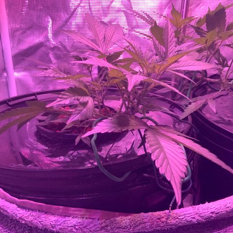 Next Generation Uschi growlog timeline photo