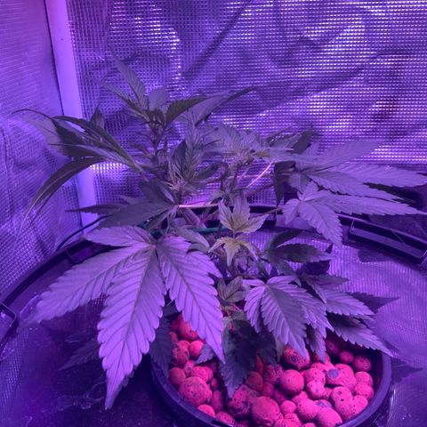 Next Generation Uschi growlog timeline photo