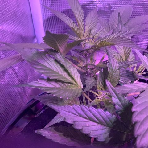 Next Generation Uschi growlog timeline photo