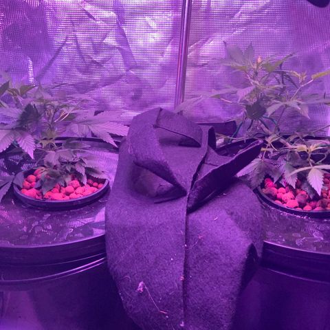Next Generation Uschi growlog timeline photo