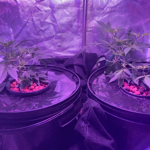 Next Generation Uschi growlog timeline photo