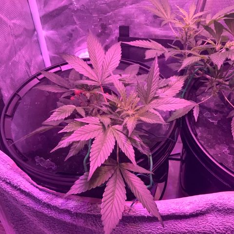 Next Generation Uschi growlog timeline photo