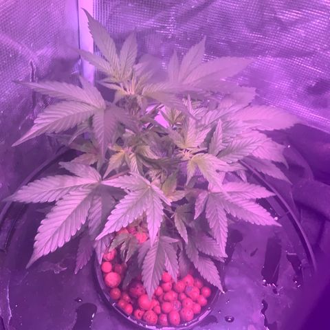 Next Generation Uschi growlog timeline photo