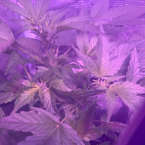 Next Generation Uschi growlog timeline photo