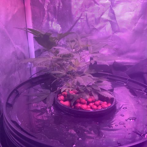 Next Generation Uschi growlog timeline photo