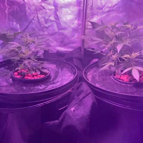 Next Generation Uschi growlog timeline photo
