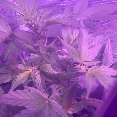 Next Generation Uschi growlog timeline photo