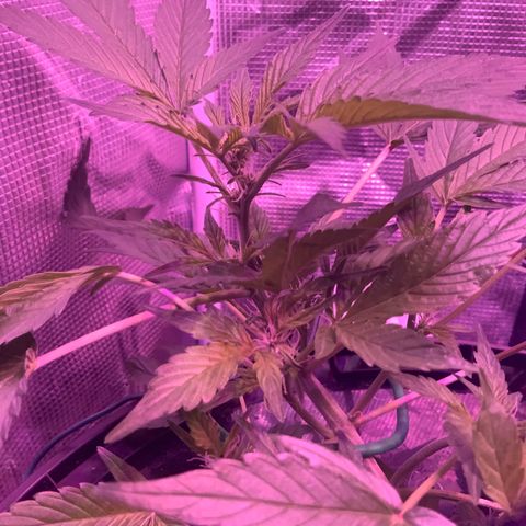 Next Generation Uschi growlog timeline photo