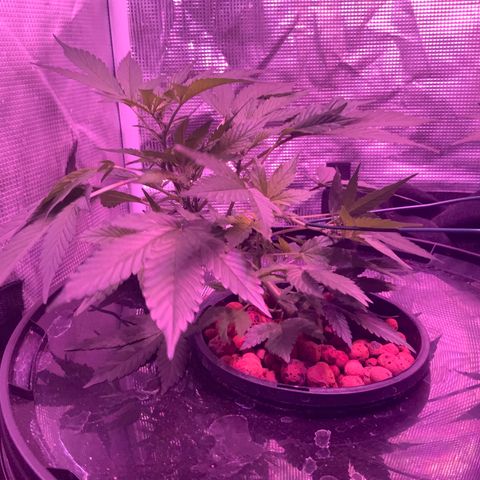 Next Generation Uschi growlog timeline photo
