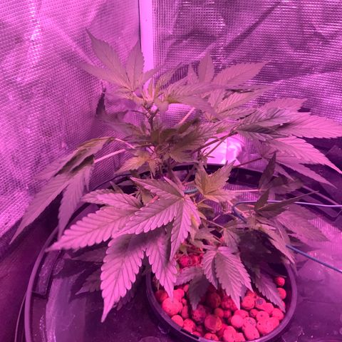 Next Generation Uschi growlog timeline photo