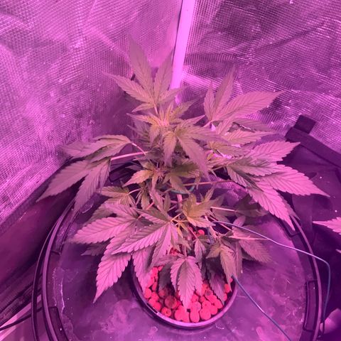 Next Generation Uschi growlog timeline photo
