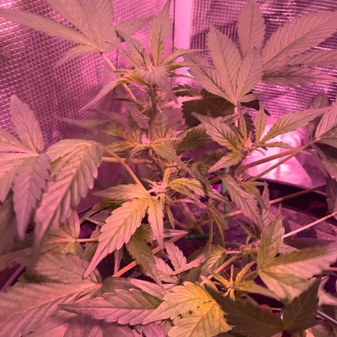 Next Generation Uschi growlog timeline photo